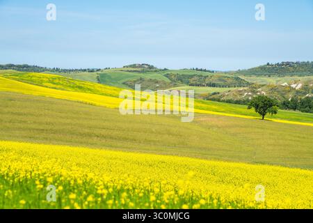 Toskanische Landschaft mit gelben Rapsfeldern und einem einsamen Baum Stockfoto