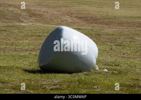 Einzelner weißer, mit Kunststoff umwickelter Heuballen, der auf einem gemähten Sommerfeld unter direkter Sonneneinstrahlung liegt, ländliche Szene auf alpinem Ackerland. Stockfoto