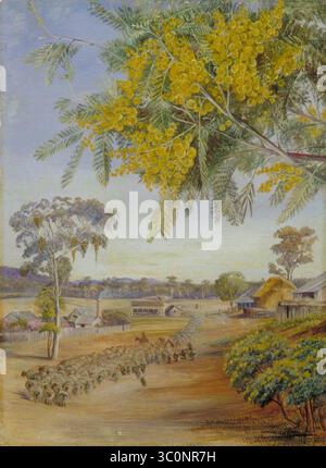 Marianne North (1830–1890) - Blumen und Laub der Silberwolke, Queensland Stockfoto