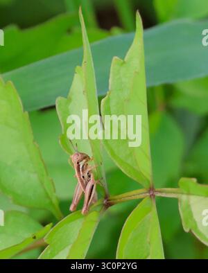 Brauner Grasshopper, der auf dem Blatt in dichtem grünen Laub liegt Stockfoto
