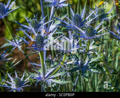 Blaue Seehlauchbäume (Eryngium planum), die in einem Xeriscape-Garten wachsen. Nahansicht. Stockfoto