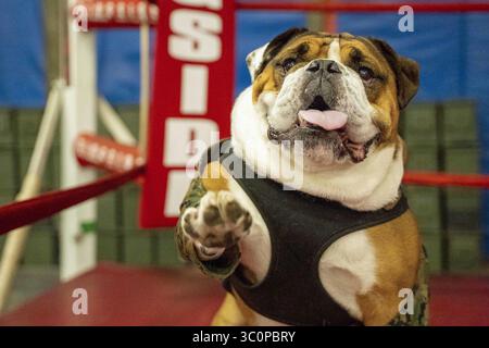 Manny, das offizielle Maskottchen des Marine Corps Recruit Depot von San Diego, hebt seine Pfote in der Kampfsportanlage im Depot, 30. Januar 2023. Stockfoto