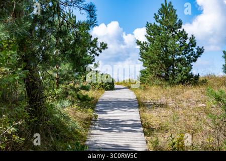 An einem hellen sonnigen Tag führt eine hölzerne Promenade durch eine üppige, grüne Landschaft, umgeben von Bäumen und Sträuchern. Stockfoto