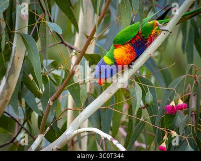 Ein Rainbow Lorikeet Kommando krabbelt einen Eukalyptusbaum mit einem wunderschönen rosa Blumenhintergrund hinunter Stockfoto