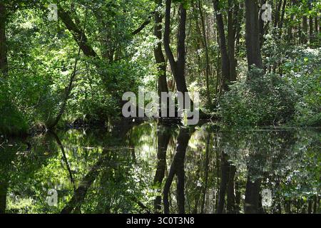 Baum Spiegelung im Wasser Stockfoto