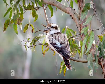 Lachende Kookaburra in einem Gummibaum mit sanft fallenden Blättern und weichem grauen Hintergrund Stockfoto