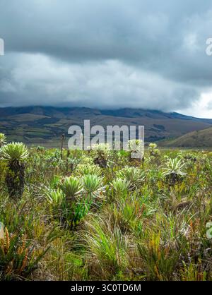 Atemberaubender Blick auf die Cumbal Lagune in Nariño mit einzigartigen Frailejon-Pflanzen und einem dramatischen wolkenbedeckten Himmel. Stockfoto