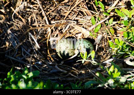 Silbermöwe (Chroicocephalus novaehollandiae) Ei in flacher Schramme in Küstenvegetation, Penguin Island, Shoalwater Marine Park, Western Australia Stockfoto
