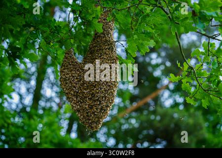 Honigbienenschwarm hängt an Baumzweig im Wald, natürlicher Lebensraum, Imkereibau, Imkerei Stockfoto