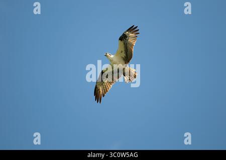 Osprey (Pandion haliaetus) - ein Rapper, der sich gegen einen blauen Himmel mit ausgebreiteten Flügeln erhebt. Stockfoto