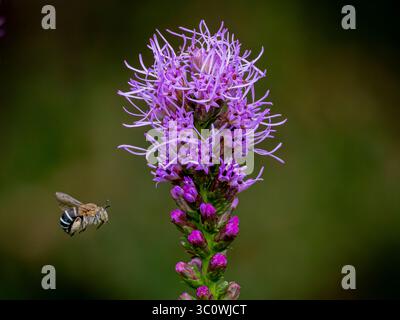 Eine Amegilla cingulata-Biene, die mitten im Flug zu einer glorreichen, violetten Blume der Sterne in voller Blüte ist Stockfoto