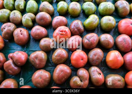 16. Dezember 2018: Charleston, SC, Vereinigte Staaten von Amerika - Bio-Tomaten zum Verkauf auf dem Charleston Christmas Market am Marion Square in Charleston, South Carolina. (Bild: © Richard Ellis/ZUMA Wire) Stockfoto
