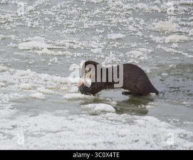 22. Dezember 2018: Sweetwater, WY, Vereinigte Staaten von Amerika: Ein Otter im nördlichen Fluss liegt auf Flusseis und isst einen weißen Saugfisch entlang des Green River im Seedskadee National Wildlife Refuge im Sweetwater County, Wyoming. Flussotter sind bei Wildtieren häufig, sind aber schwer zu sehen, da sie Angst vor Menschen haben. (Bild: © Tom Koerner via ZUMA Wire) Stockfoto
