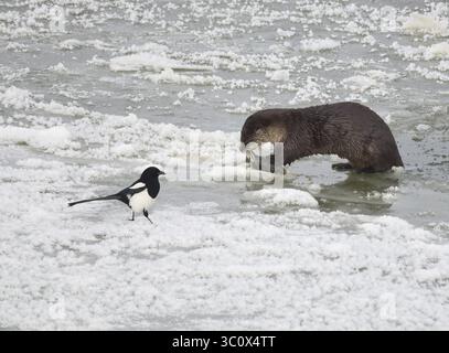 22. Dezember 2018: Sweetwater, WY, Vereinigte Staaten von Amerika: Zwei Schwarzschnabeleleldeldelmagpien versuchen, sich mit einem Otter des nördlichen Flusses zu teilen, während er einen weißen Saugfisch entlang des eisbedeckten Green River im Seedskadee National Wildlife Refuge im Sweetwater County, Wyoming isst. Flussotter sind bei Wildtieren häufig, sind aber schwer zu sehen, da sie Angst vor Menschen haben. (Bild: © Tom Koerner via ZUMA Wire) Stockfoto