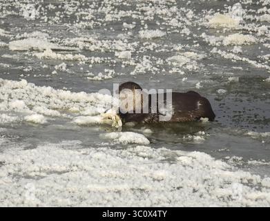 22. Dezember 2018: Sweetwater, WY, Vereinigte Staaten von Amerika: Ein Otter im nördlichen Fluss liegt auf Flusseis und isst einen weißen Saugfisch entlang des Green River im Seedskadee National Wildlife Refuge im Sweetwater County, Wyoming. Flussotter sind bei Wildtieren häufig, sind aber schwer zu sehen, da sie Angst vor Menschen haben. (Bild: © Tom Koerner via ZUMA Wire) Stockfoto