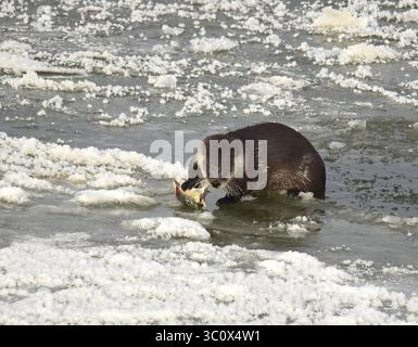 22. Dezember 2018: Sweetwater, WY, Vereinigte Staaten von Amerika: Ein Otter im nördlichen Fluss liegt auf Flusseis und isst einen weißen Saugfisch entlang des Green River im Seedskadee National Wildlife Refuge im Sweetwater County, Wyoming. Flussotter sind bei Wildtieren häufig, sind aber schwer zu sehen, da sie Angst vor Menschen haben. (Bild: © Tom Koerner via ZUMA Wire) Stockfoto