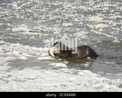 22. Dezember 2018: Sweetwater, WY, Vereinigte Staaten von Amerika: Ein Otter im nördlichen Fluss liegt auf Flusseis und isst einen weißen Saugfisch entlang des Green River im Seedskadee National Wildlife Refuge im Sweetwater County, Wyoming. Flussotter sind bei Wildtieren häufig, sind aber schwer zu sehen, da sie Angst vor Menschen haben. (Bild: © Tom Koerner via ZUMA Wire) Stockfoto