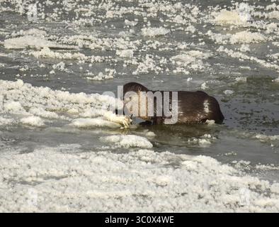 22. Dezember 2018: Sweetwater, WY, Vereinigte Staaten von Amerika: Ein Otter im nördlichen Fluss liegt auf Flusseis und isst einen weißen Saugfisch entlang des Green River im Seedskadee National Wildlife Refuge im Sweetwater County, Wyoming. Flussotter sind bei Wildtieren häufig, sind aber schwer zu sehen, da sie Angst vor Menschen haben. (Bild: © Tom Koerner via ZUMA Wire) Stockfoto