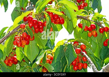 Kirschen am Baum Stockfoto