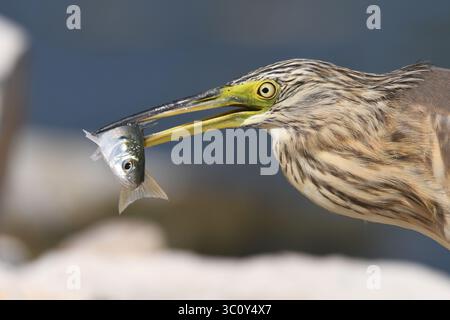 Squaco-Reiher jagt Fische Stockfoto