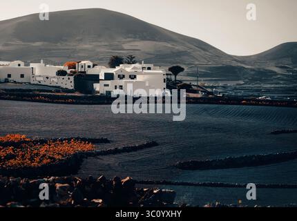 Kleine Stadt und Weinberge mit wachsenden Trauben auf dem schwarzen Vulkanboden der Insel Lanzarote. Stockfoto