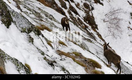 Zwei Bergziegen klettern im Winter an einem steilen, schneebedeckten Felshang Stockfoto