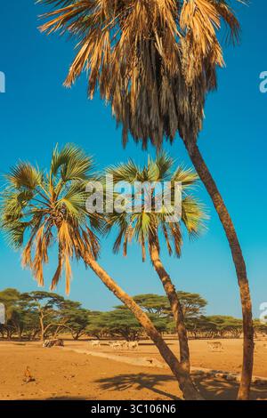 Malerische Aussicht auf Kamele und Ziegen in einer Oase inmitten von Palmen und Akazienbäumen in der North Horr Oasis im Marsabit County, Kenia Stockfoto