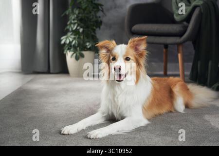 Border Collie liegt bequem auf grauem Teppich mit einem Stuhl und Topfpflanze im Hintergrund. Stockfoto