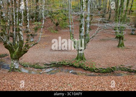 Buchenwald in Vizcaya. Hayedo Otzarreta, Gorbeia. Herbstlandschaft. Spanien Stockfoto