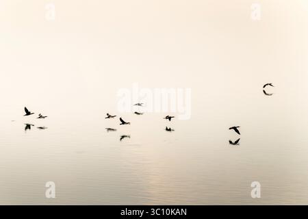 Radonvilliers (Nordostfrankreich): Flug der Großen Kormorane (phalacrocorax carbo) auf dem See „lac du Temple“. Kormorane und Reflexionen auf dem Stockfoto