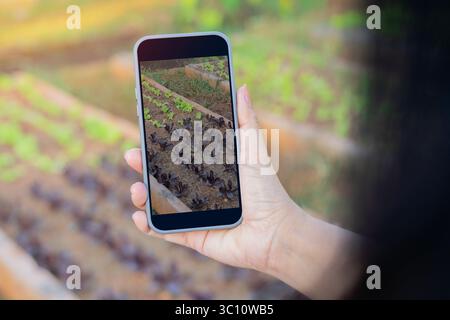 Geschäftsfrauen machen ein Foto von Salat aus grüner Eiche und Roteichensalat in ihrer Bio-Hydrokultur-Farm. Stockfoto