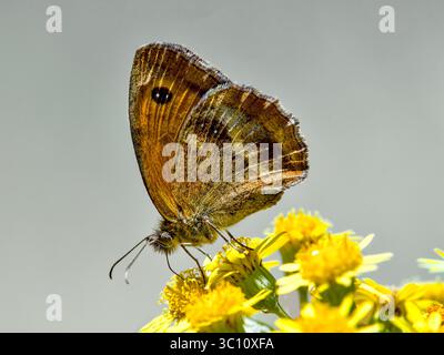 Brauner Schmetterling auf gelb blühendem Unkraut - Zentralfrankreich. Stockfoto