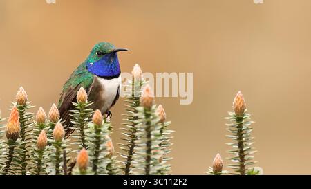 Blauschlauchiger hillstar (Oreotrochilus cyanolaemus), gefährdeter Kolibris Ecuadors Stockfoto