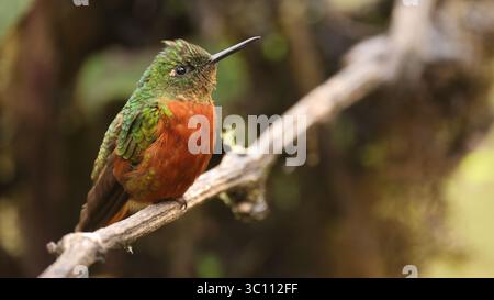 Kastanienbrust-Coronet (Boissonneaua matthewsii), Kolibris aus Ecuador Stockfoto