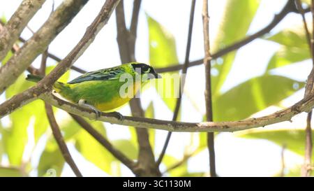 Grün-goldener Tanager (Tangara schrankii), Vogel aus Ecuador Stockfoto