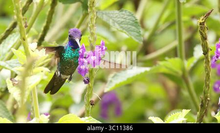 Violett-Brilliant (Heliodoxa leadbeateri), Kolibri von Ecuador Stockfoto