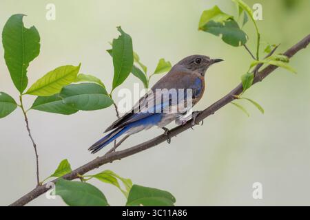 Western Bluebird, weiblich, Sialia mexicana Stockfoto