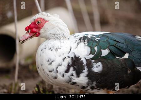 Vögel auf dem Bauernhof. Nahaufnahme einer gesprenkelten Moschusente. Stockfoto