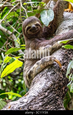 Bradypus variegatus am Faulpfad des Jari-Kanals bei Alter do Chao, Santarem, Para State, Brasilien. Stockfoto