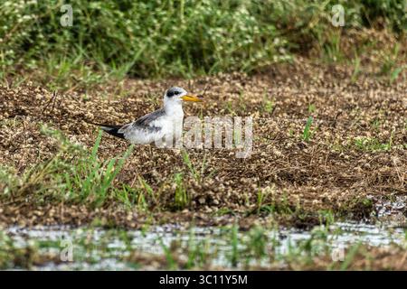 Gelbschnabelseeschwalbe, Sternula superciliaris am Faulpfad des Jari-Kanals bei Alter do Chao, Santarem, Para State, Brasilien. Stockfoto