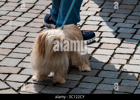 Ein charmanter kleiner Hund mit langem, flauschigem Pelz steht auf Kopfsteinpflaster. Der Besitzer trägt blaue Jeans und bequeme Schuhe und hält die Leine Stockfoto