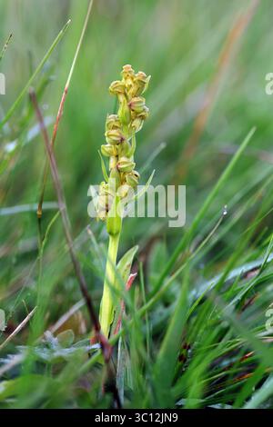 FroschOrchidee (Dactylorhiza viridis) auf einer Wildblumenwiese in Upper Teesdale, County Durham, Vereinigtes Königreich Stockfoto