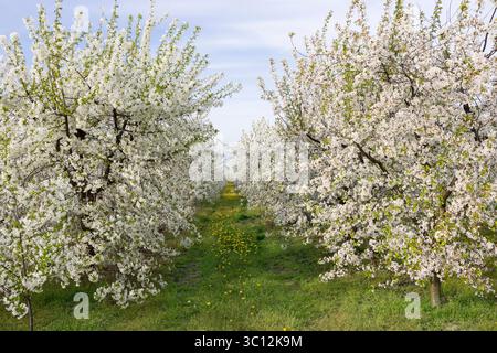 Wunderschöner Garten mit einer Allee blühender Kirschbäume. Landschaft im Frühling. Stockfoto