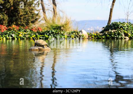 Schildkröte auf dem Felsen im Teich, geringe Tiefe des Feldes Stockfoto