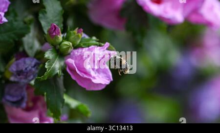 Eine Weißschwanzhummel ( Bombus lucorum ) bedeckt mit Pollen aus rosa Hibiskusbüschen in Gardens , Sussex, England, Juli 2025 Stockfoto