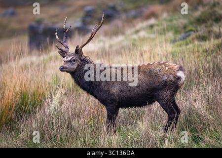 Red Deer in Glendalough, Wicklow Mountains National Park, Irland Stockfoto