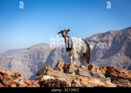 Schwarz-weiß behaarte Ziege (Reh, Nanny) auf den Felsen in der Jebel Jais Gebirgskette mit blauem Himmel im Hintergrund, Hajar Mountains, VAE Stockfoto