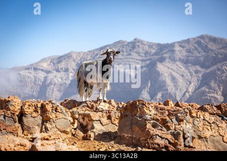 Schwarz-weiß behaarte weibliche Bergziege, die auf den Felsen in der Jebel Jais-Gebirgskette mit felsigen Gebirgszügen im Hintergrund steht, VAE. Stockfoto
