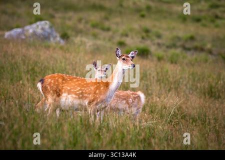 Red Deer in Glendalough, Wicklow Mountains National Park, Republik irland Stockfoto