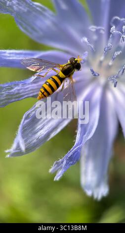 Schwarz-gelbe Farbe hoverfly Nektaring blaue Zichorienblüten Makrofotografie. Stockfoto